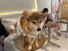 -共舞时光猫咖·狗咖(新街口店)