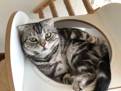 -Catmate·猫肥家润(金润铂宫店)
