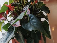 -中国人民解放军总医院