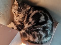 -猫儿山۰猫主题餐厅