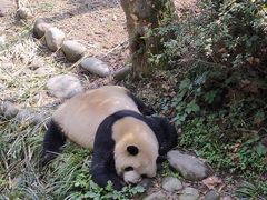 -都江堰景区