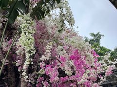 -深圳国际园林花卉博览园