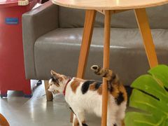 -微饮cafe