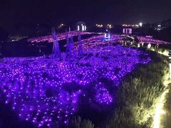 -大塘金香草谷