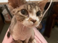 -北京观赏动物医院·24小时大型综合·猫专科·异宠专科