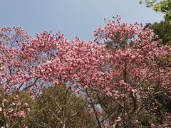-国家植物园