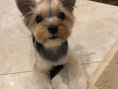 -momokira米努特·德文卷毛猫·棉花面纱犬