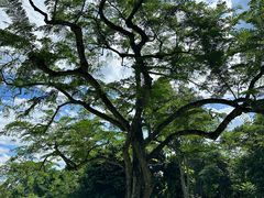 -中国科学院西双版纳热带植物园