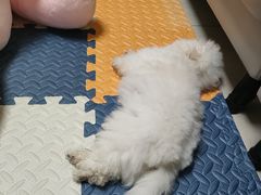 -贝康宠物医院·犬猫全科·小动物特色诊疗中心(东环路店)