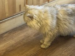 -猫的茶·猫咖