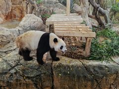 -广州长隆野生动物世界