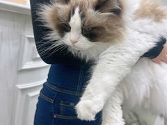 -青奢宠物·青奢猫舍