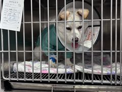 -博特宠物医院24h犬猫全科.骨科·异宠