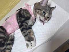 -中农大我爱我爱动物医院·核磁CT·猫病·24小时夜诊中心(石佛营店)