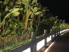 -野狸岛