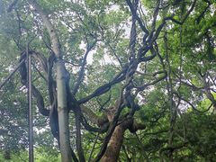 -绮园景区