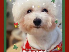 -柴迷FANS CLUB·柴犬狗咖·猫咖