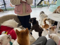 -怪兽屋·羊驼·猫咖·狗咖(俊华广场店)