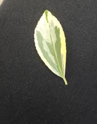 -玛莲朵·海菲秀冰珀科