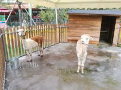 -萌宠亲子动物乐园(槐房万达店)