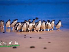 -企鹅岛