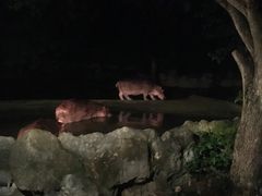 -清迈夜间动物园