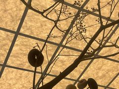 -甜莺蛋糕(顺盈时代广场店)