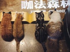 -咖法森林·咖啡  酒吧(天河店)