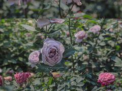 -人民公园(罗湖区)