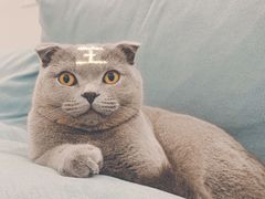 -灵美宠物诊所