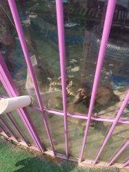 -萌宠亲子动物乐园(槐房万达店)