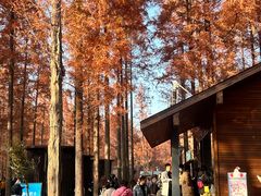 -黄海国家森林公园