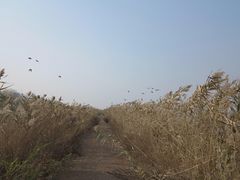 -盐城丹顶鹤湿地生态旅游区