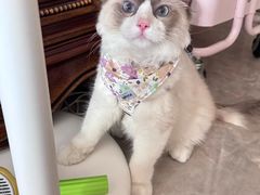 -纳吉亚猫专科动物医院博雅分院