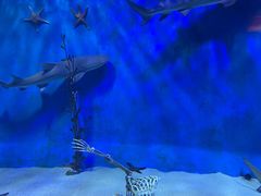 -太平洋海底世界