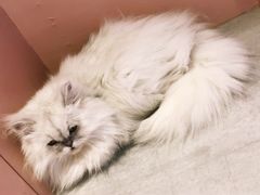 -猫儿山۰猫主题餐厅