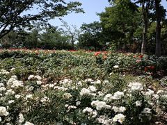 -顾村公园