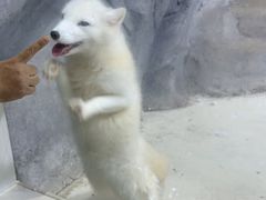 -海合安青岛极地海洋公园