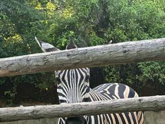 -泉州海丝野生动物世界