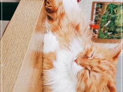-平行世界·猫咖(首经贸店)