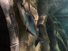 -苏州海洋馆