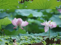 -陈家山荷花公园