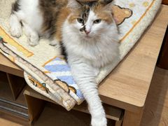 -是阿柴呀！柴犬咖啡·爱喵喵猫咖