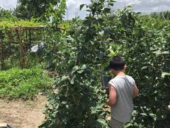 -樂桃源奉贤黄桃种植采摘基地