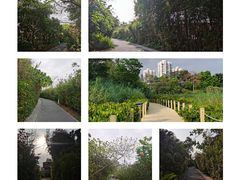 -华侨城湿地公园