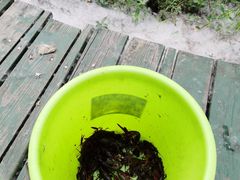 -合肥滨湖国家森林公园