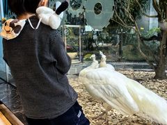 -熊猫自助餐厅.萌趣城堡(长隆熊猫酒店)