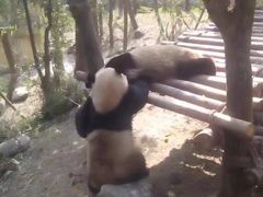 -都江堰中华大熊猫苑