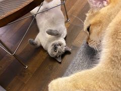 -猫大福·Fortune Cat猫舍(百子湾店)