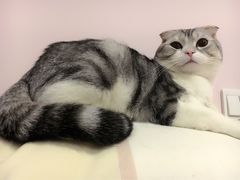 -Bastet sally猫舍购宠(静安店)